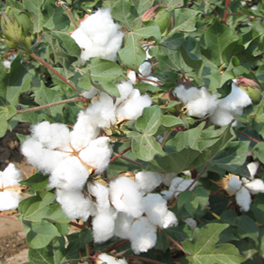 棉花新品种